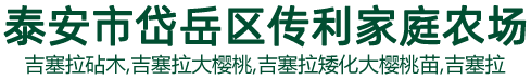 吉塞拉砧木,吉塞拉大樱桃,吉塞拉矮化大樱桃苗,吉塞拉