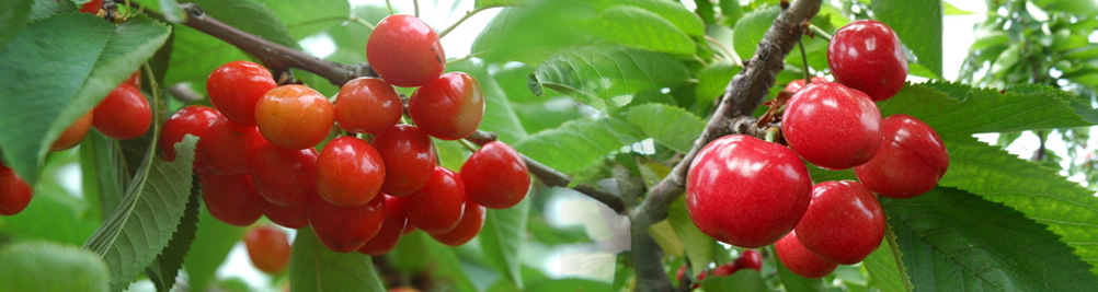 吉塞拉矮化大樱桃苗