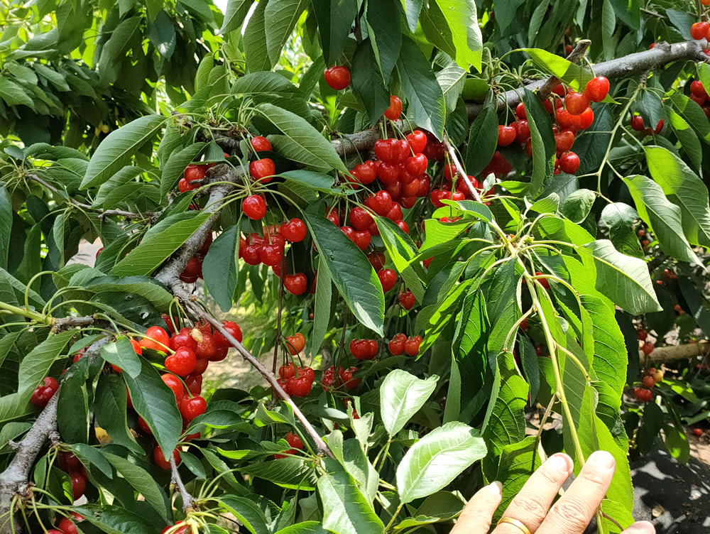 齐早樱桃苗种植基地