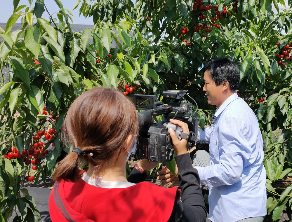 矮化齐早大樱桃树苗基地