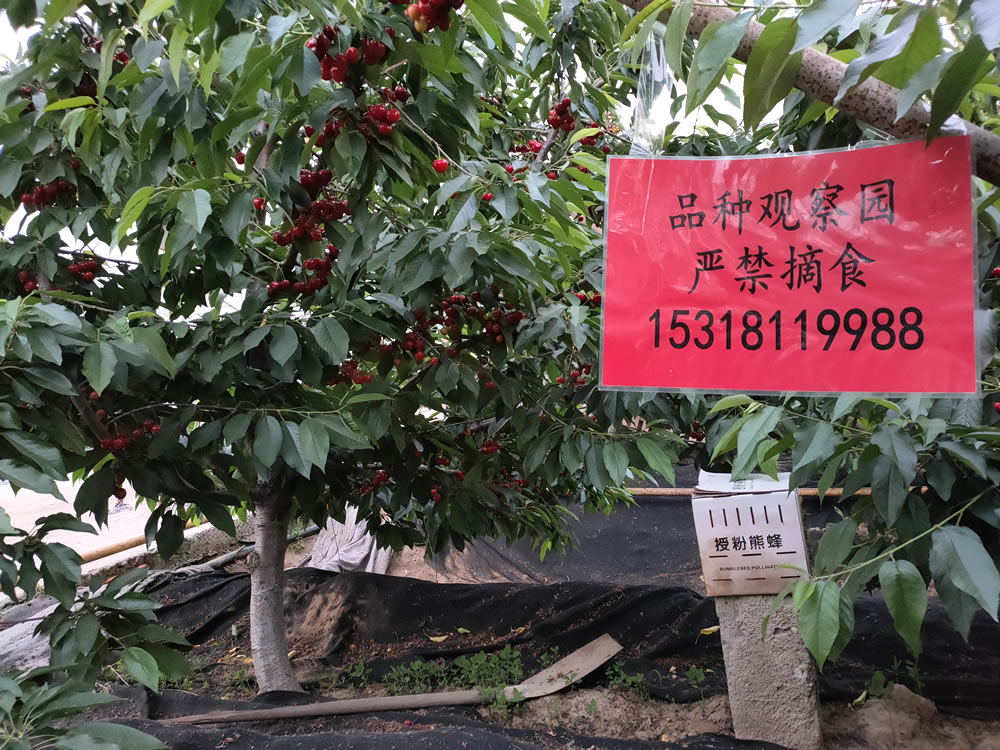 齐早樱桃苗基地