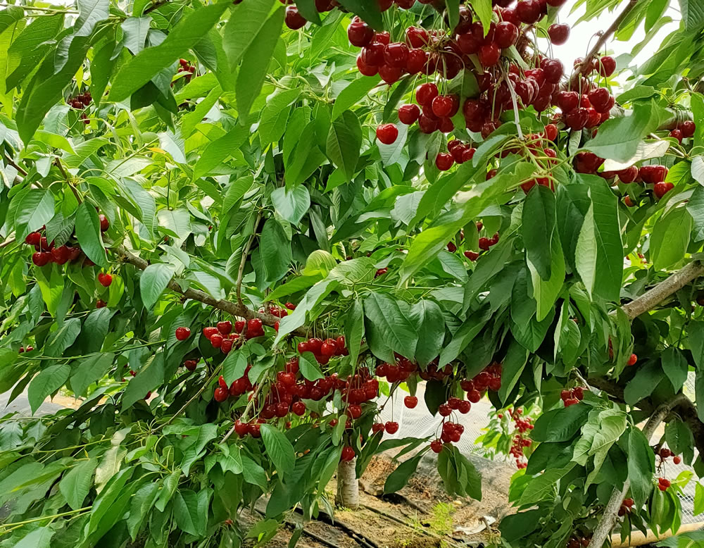 齐早樱桃苗批发