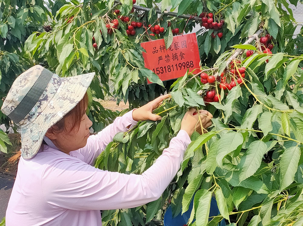 鲁樱三号樱桃苗品种介绍