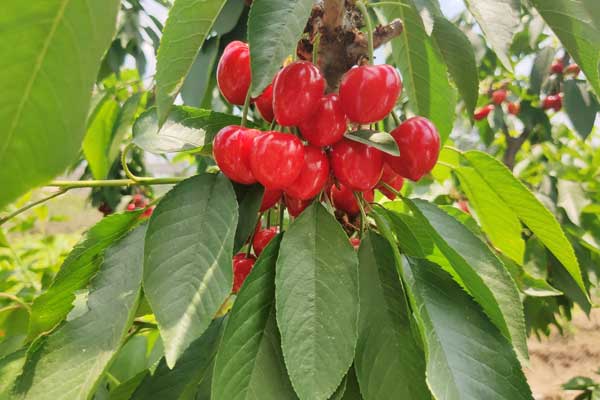 齐早樱桃苗种植基地