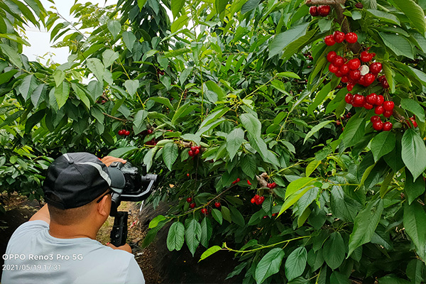 齐早樱桃苗基地